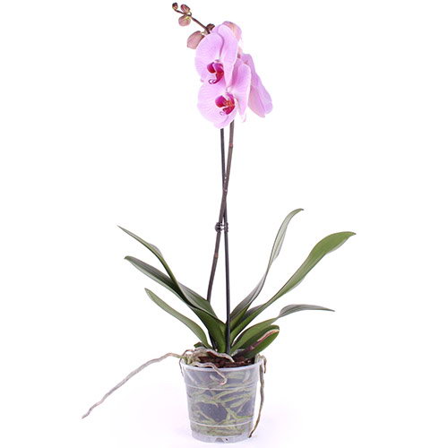 Фото товара Орхидея в Кременчуге