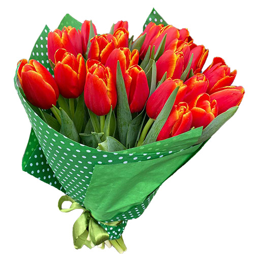 Фото товара 21 тюльпан "Маковый цвет" в Кременчуге