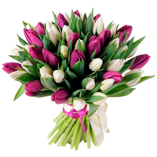 Фото товара 51 бело-пурпурный тюльпан (с лентой) в Кременчуге