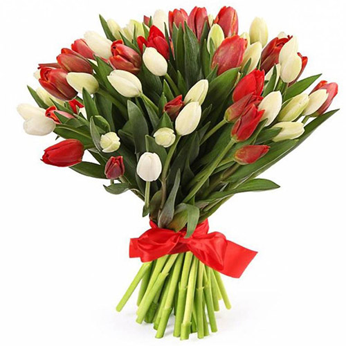 Фото товара 51 красно-белый тюльпан (с лентой) в Кременчуге
