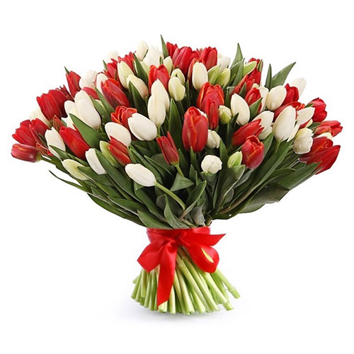 Фото товара 75 красно-белых тюльпанов (с лентой) в Кременчуге